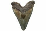 Serrated, Fossil Megalodon Tooth - South Carolina #310396-2